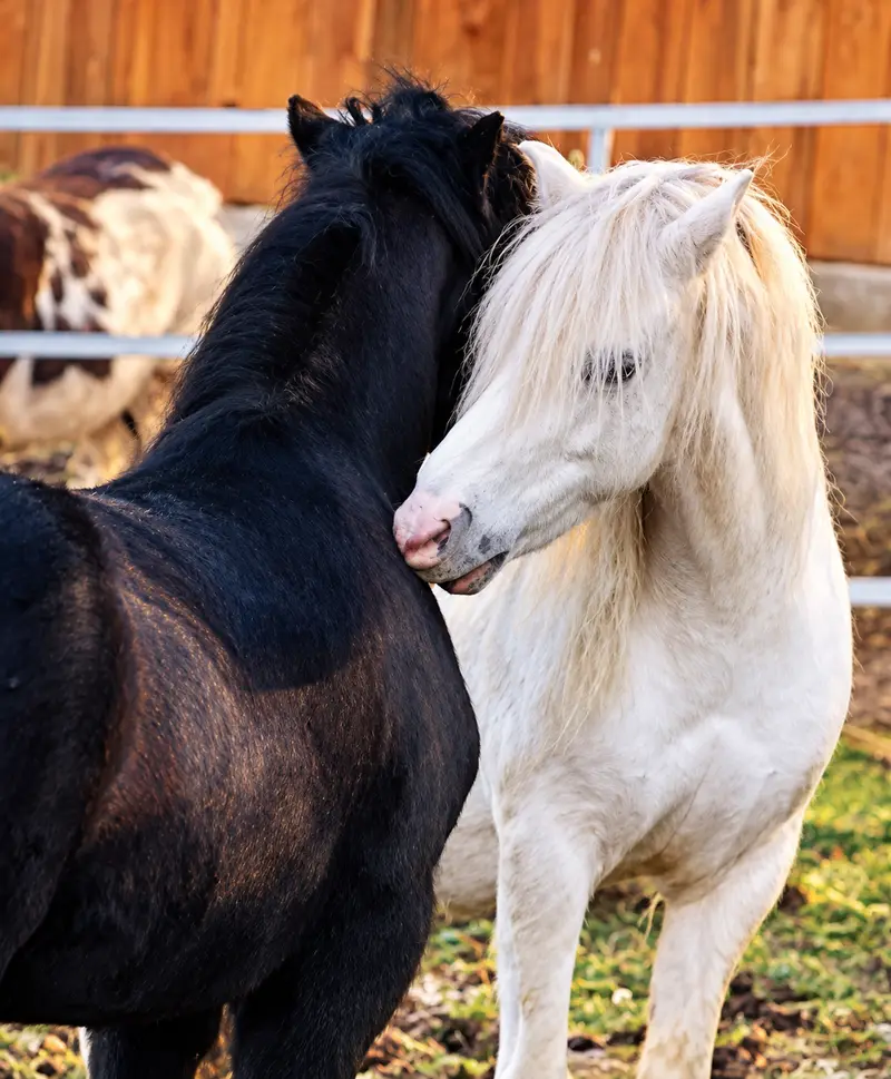 Foto: das weiße Pony Gerry kuschelt mit dem schwarzen Mini-Tinker Johnny auf der Koppel